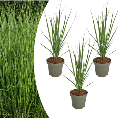 Vingergras 'Northwind' - set van 3 – voor tuin & terras