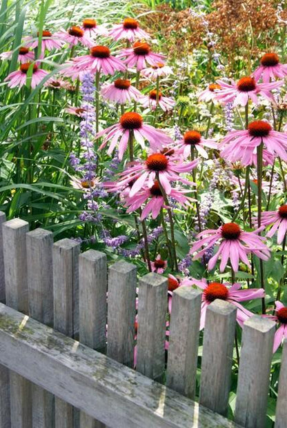 Zonnehoed 'Magnus' (Echinacea)
