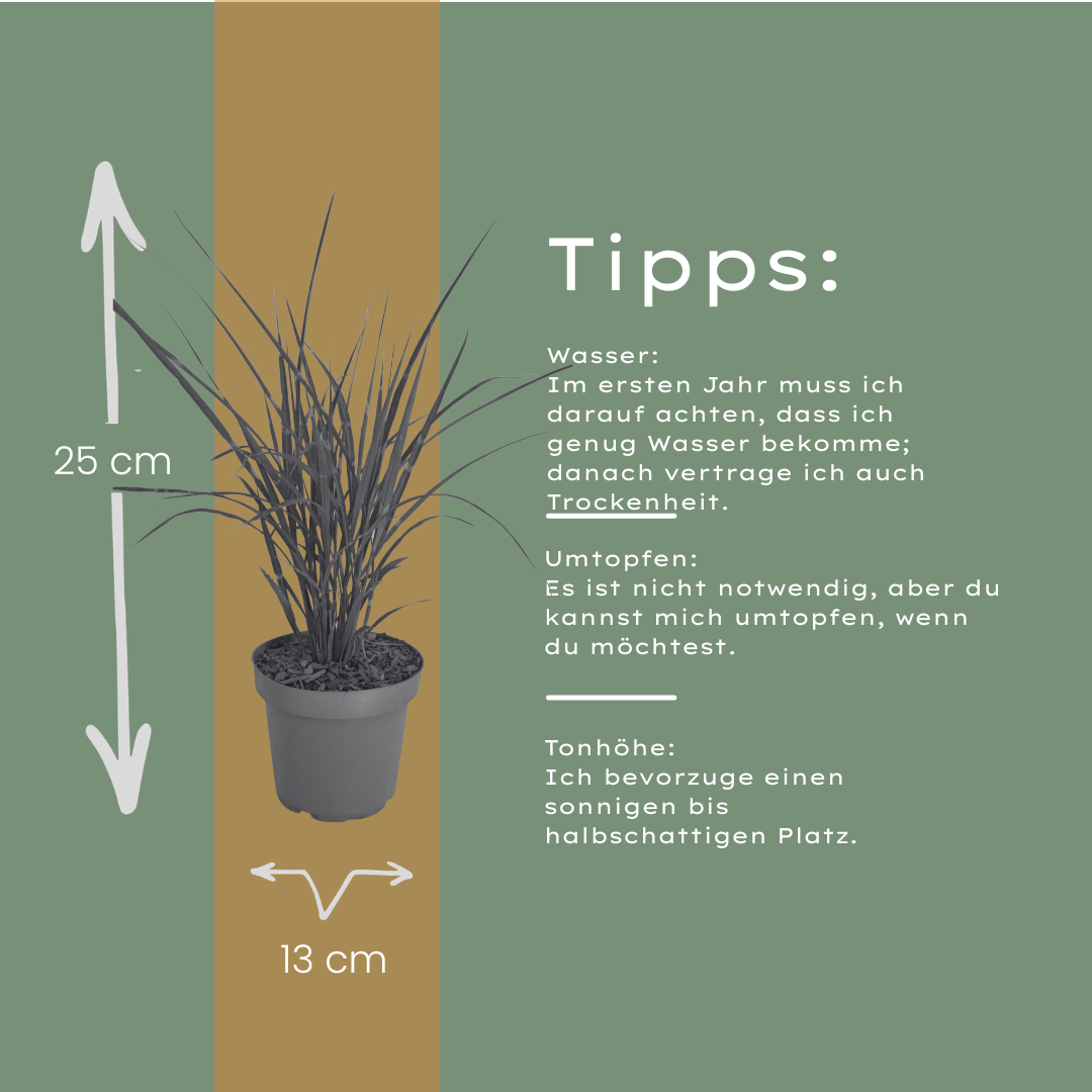 Prachtriet 'Zebrinus' (zebragras) - set van 3 – voor tuin & terras