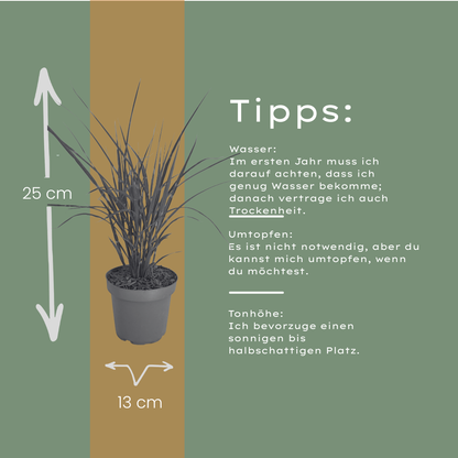 Prachtriet 'Zebrinus' (zebragras) - set van 3 – voor tuin & terras