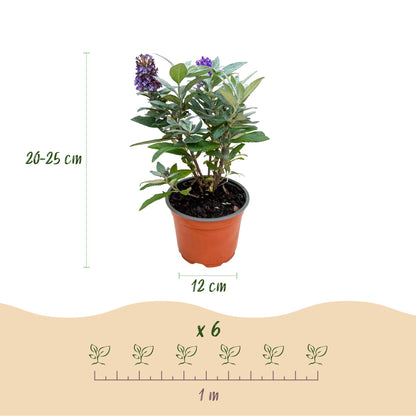 Vlinderstruik 'Butterfly Candy' (Buddleja) - set van 3