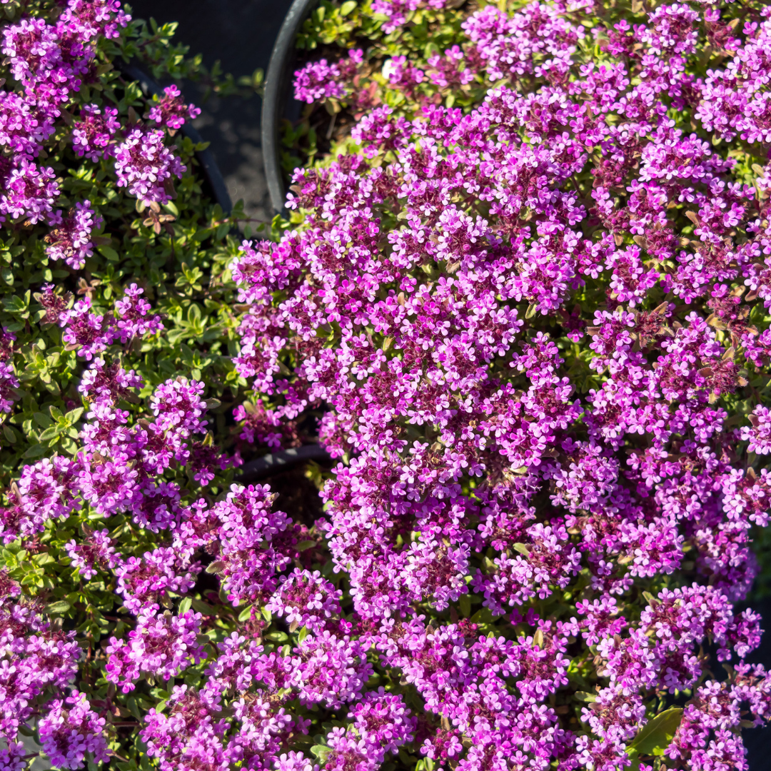 Kruiptijm 'Coccineus' - set van 6 – voor tuin & terras