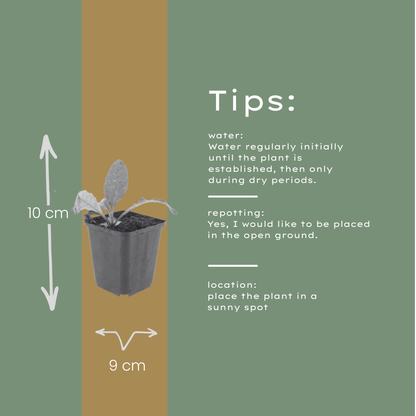 Kogeldistel - set van 6 – voor tuin & terras