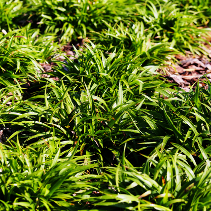 Grote veldbies (Luzula sylvatica) - set van 6 – voor tuin & terras