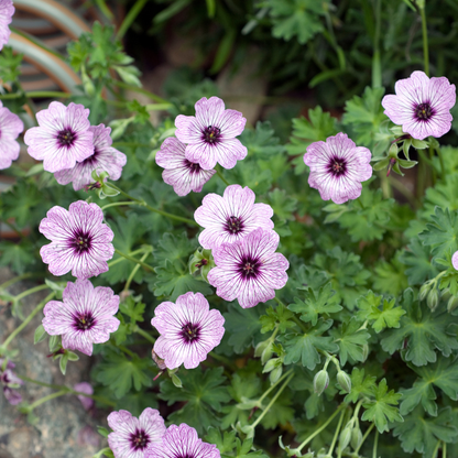 Ooievaarsbek 'Ballerina' - set van 6 – voor tuin & terras