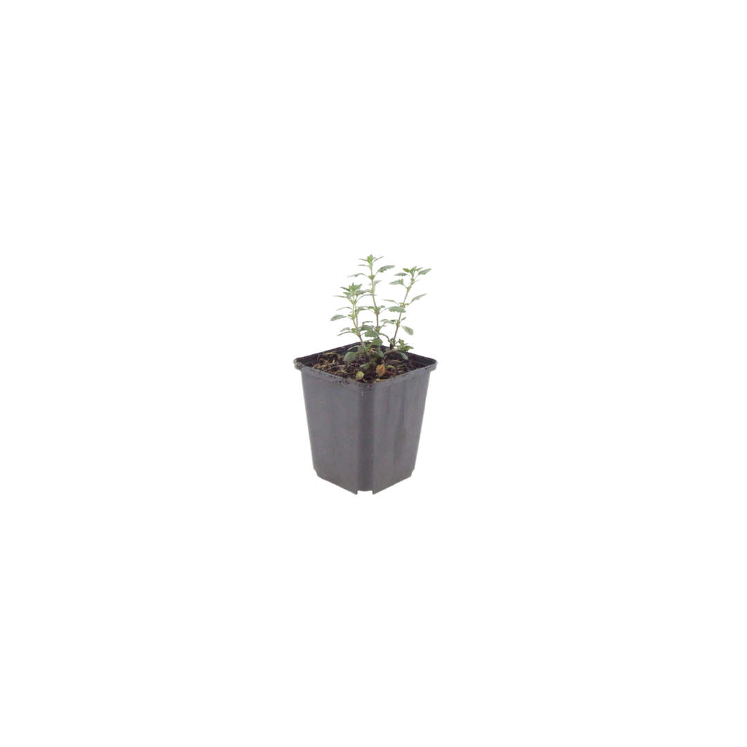 Gamander (Teucrium lucidrys) - set van 6 – voor tuin & terras