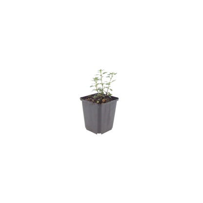 Gamander (Teucrium lucidrys) - set van 6 – voor tuin & terras