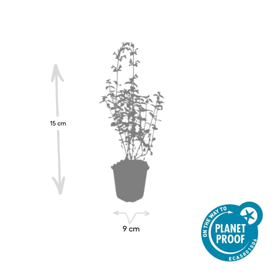Kattenkruid 'Walker's Low' (Nepeta), productfoto 4