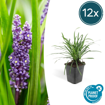 Liriope muscari 'Big Blue' — groenblijvend leliegras (set van 12)