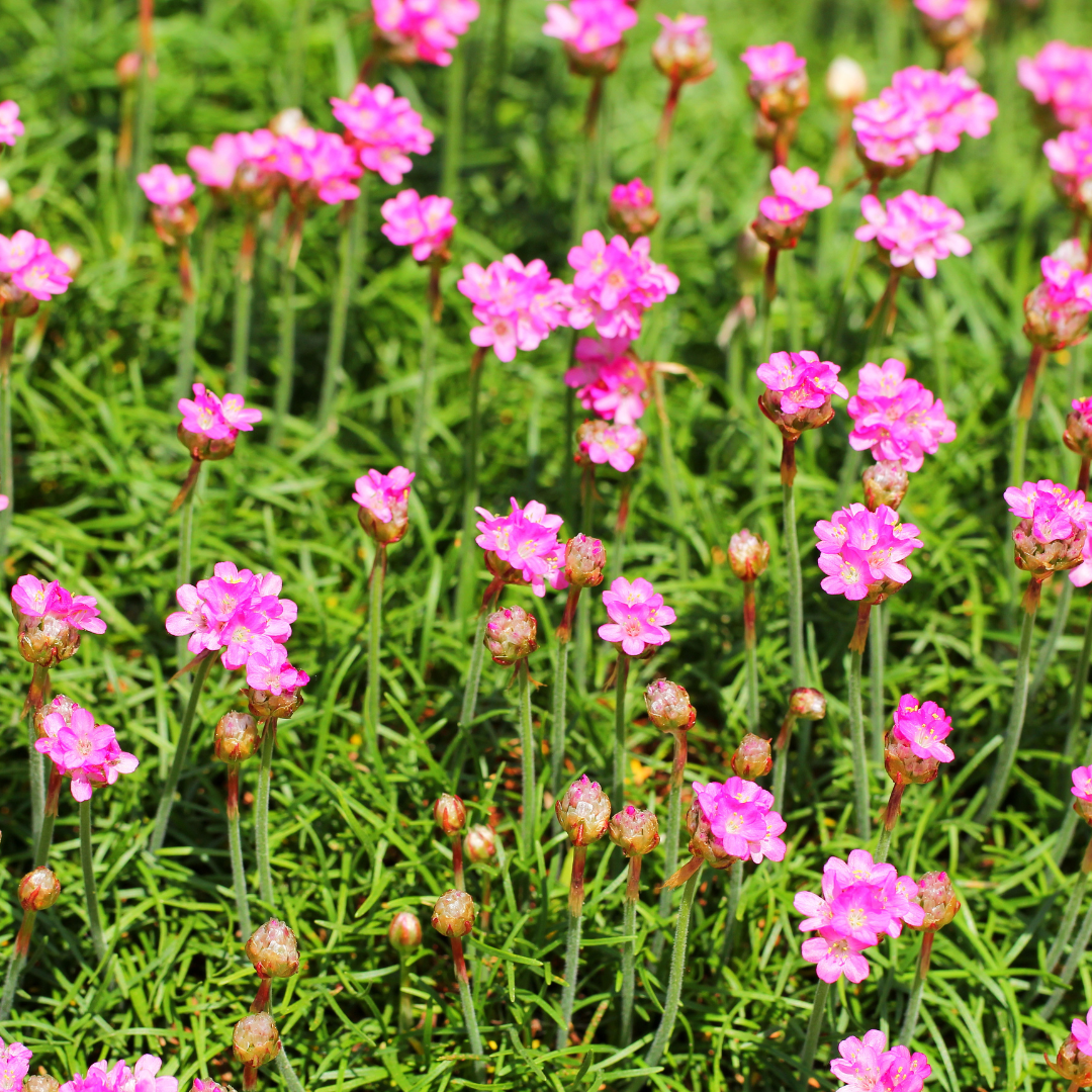 Engels gras 'Splendens' - set van 6 – voor tuin & terras