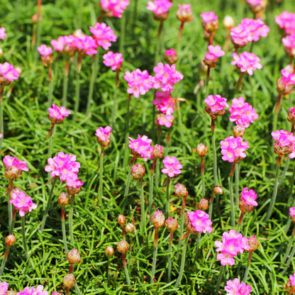 Engels gras 'Splendens' - set van 6 – voor tuin & terras
