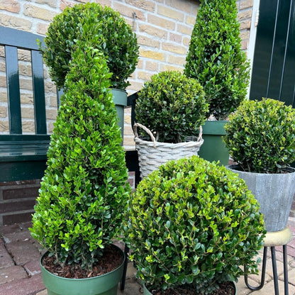 Hulst piramide (Ilex crenata) 55 cm – voor tuin & terras