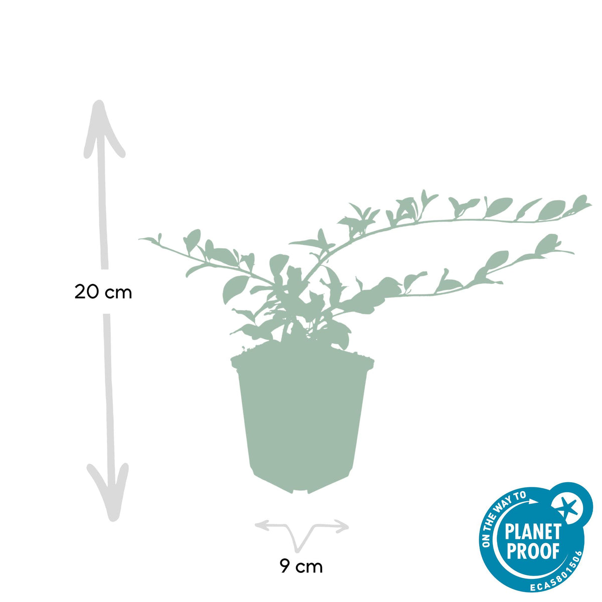 Dwergmispel 'Major' - set van 6 – voor tuin & terras