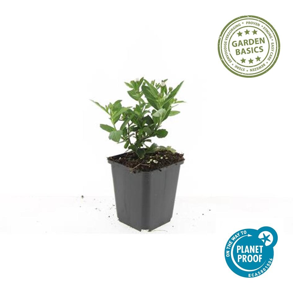 Herfstaster 'Stardust' - set van 6 – voor tuin & terras