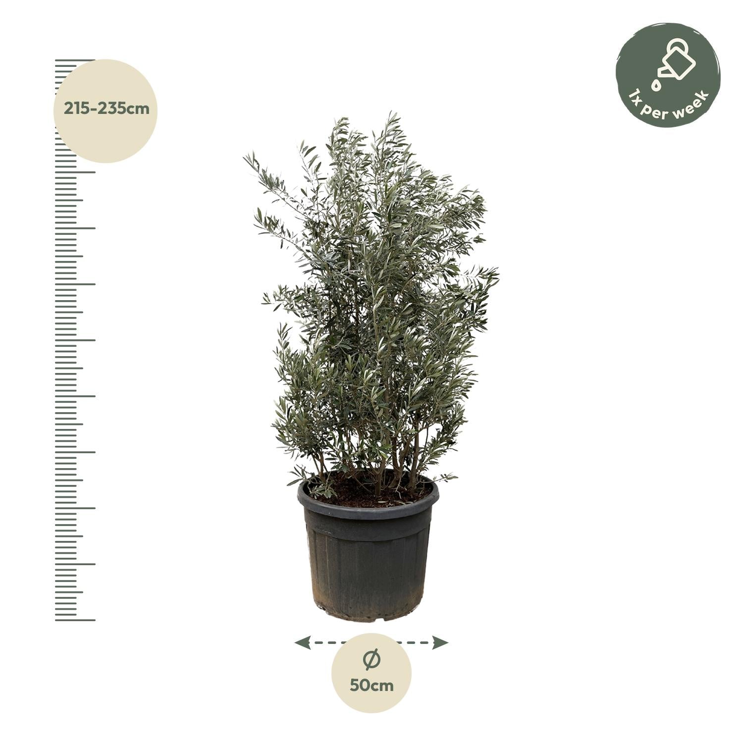 Olijfboom struik - 250 cm