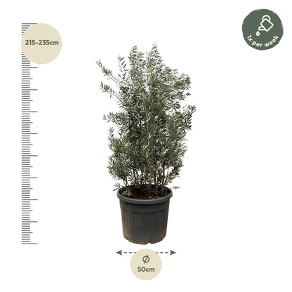 Olijfboom struik - 250 cm