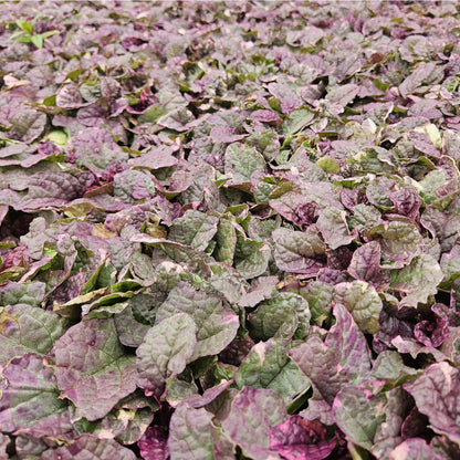 Kruipend zenegroen 'Burgundy Glow' - set van 6 – voor tuin & terras