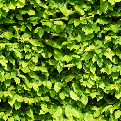 Palletdeal Haagplanten:  50 Carpinus Betulus ↕ 60-80 - Ø 19cm | Mini Pallet