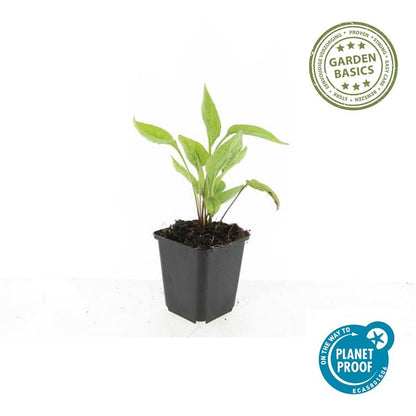 Zonnehoed 'White Swan' - set van 6 – voor tuin & terras