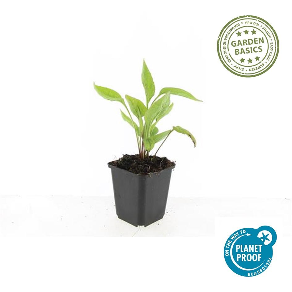 Zonnehoed 'White Swan' - set van 6 – voor tuin & terras