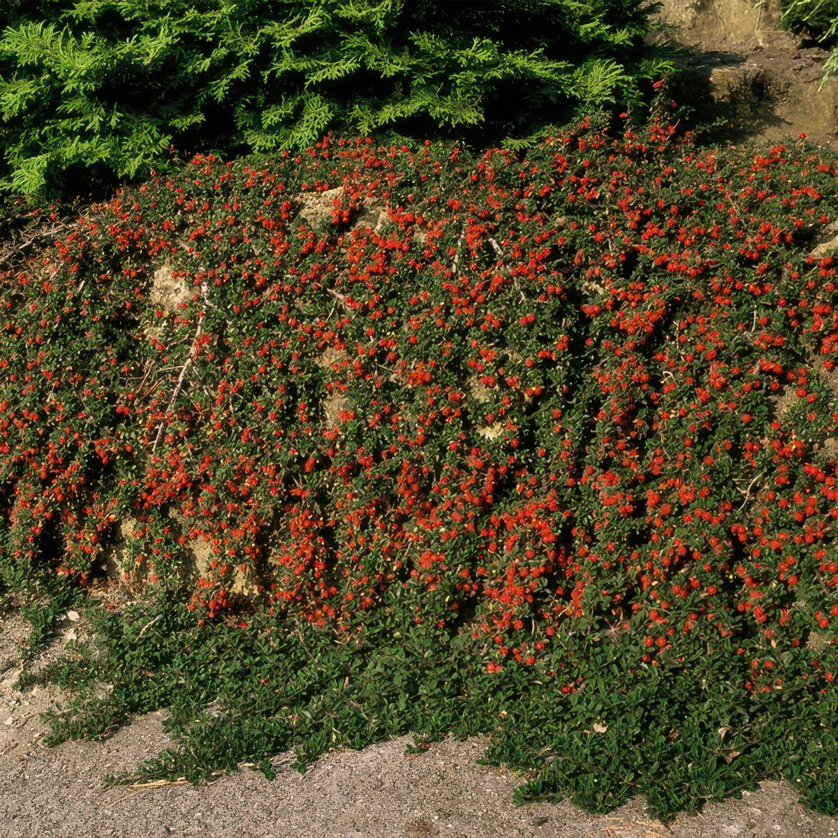 Dwergmispel 'Queen of Carpets' - set van 6 – voor tuin & terras