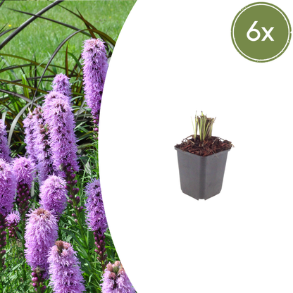 Liatris spicata - set van 6 – voor tuin & terras