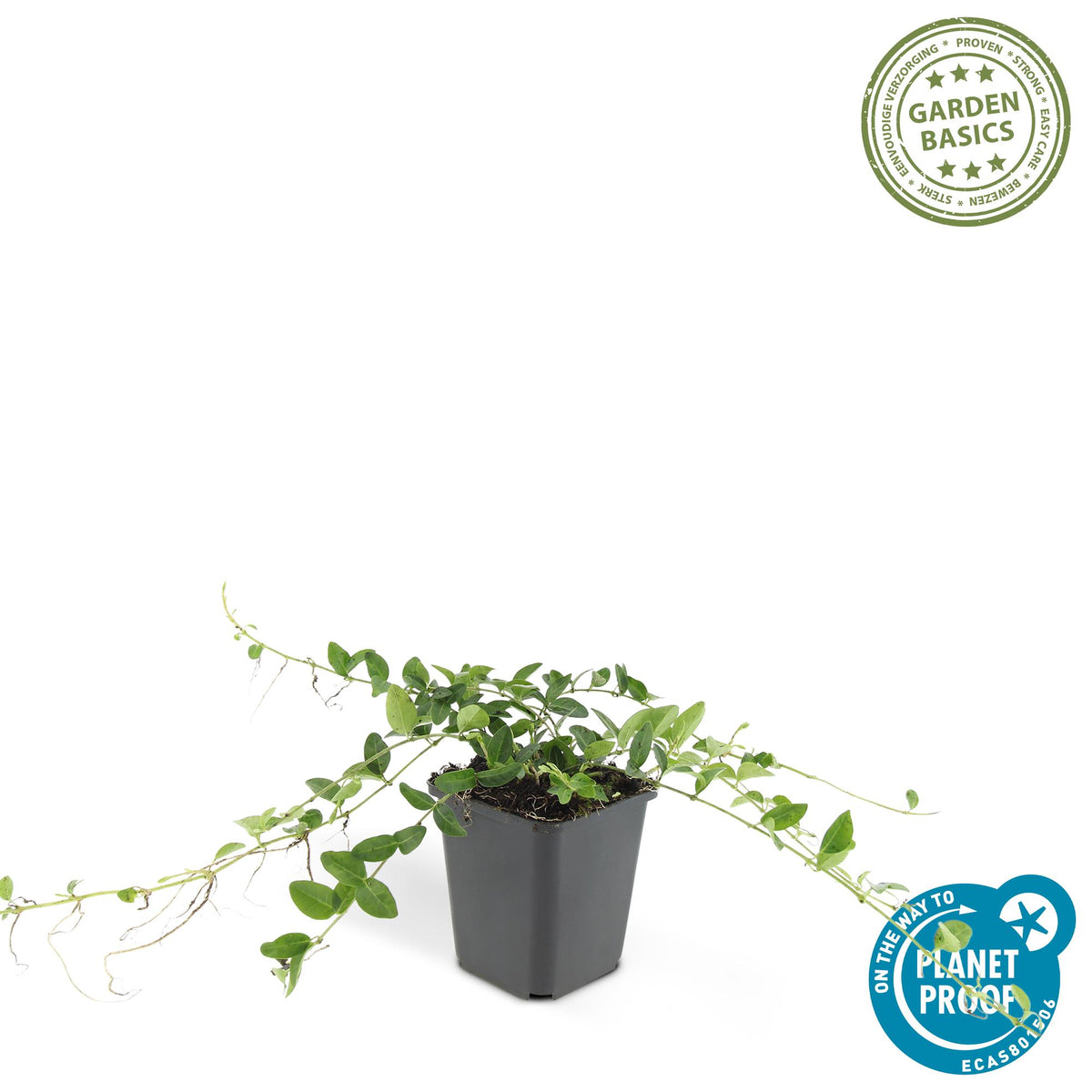 Kleine maagdenpalm 'Alba' - set van 6 – voor tuin & terras