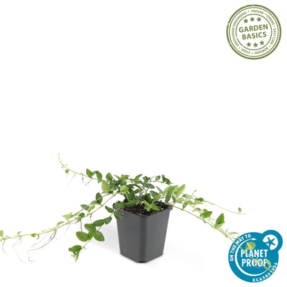 Kleine maagdenpalm 'Alba' - set van 6 – voor tuin & terras