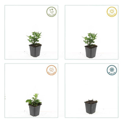 Herfstaster 'Stardust' - set van 6 – voor tuin & terras