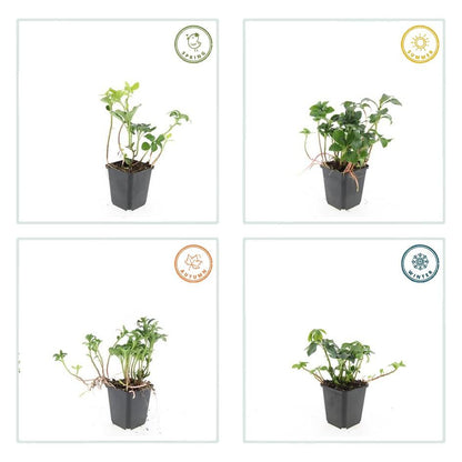 Schaduwkruid 'Green Sheen' - set van 6 – voor tuin & terras