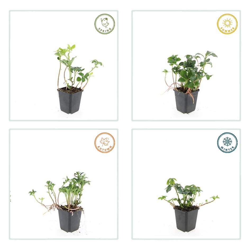 Schaduwkruid 'Green Sheen' - set van 6 – voor tuin & terras