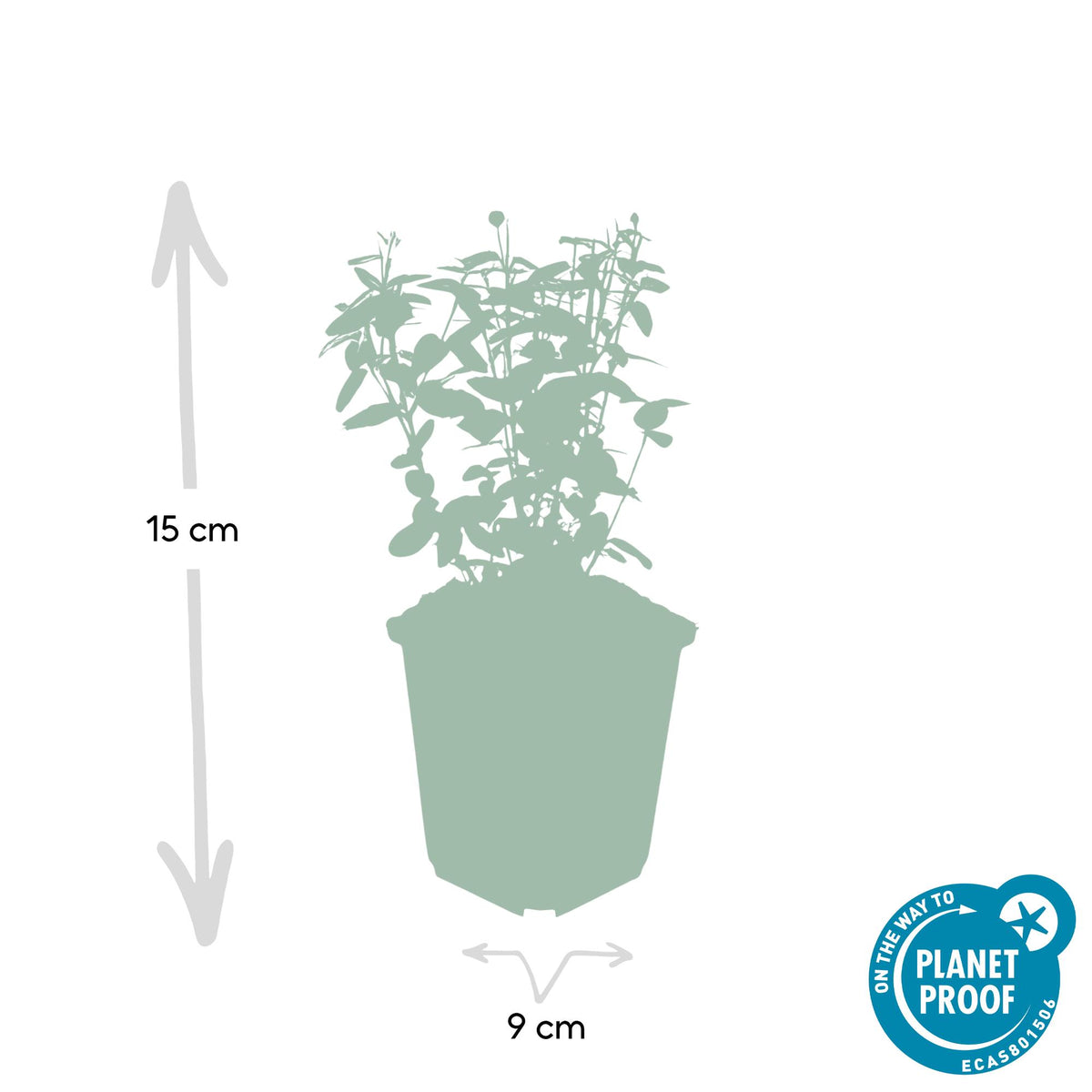 Kardinaalsmuts (Euonymus fortunei radicans) - set van 6 – voor tuin & terras