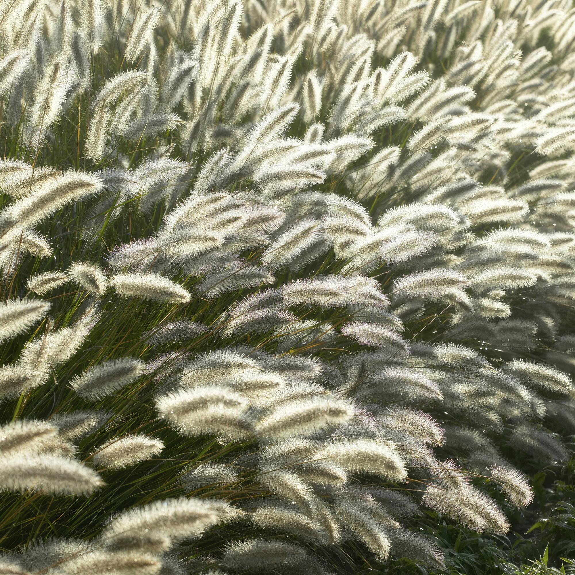 Lampenpoetsersgras 'Hameln' pluimen in close-up