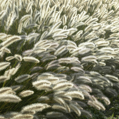 Lampenpoetsersgras 'Hameln' pluimen in close-up
