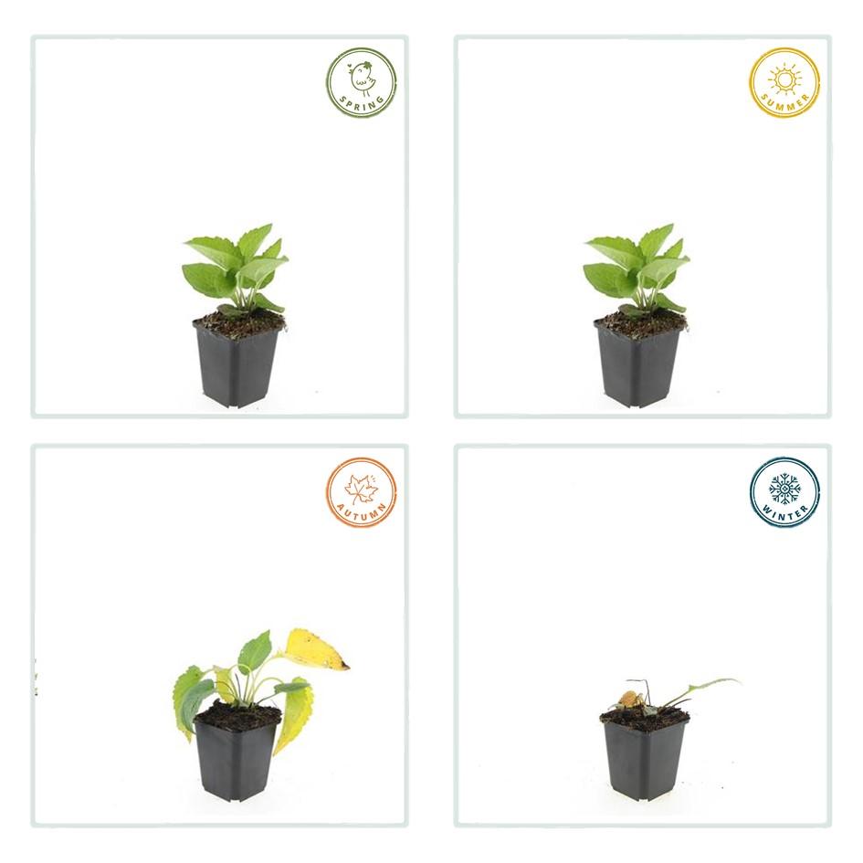 Gele zonnehoed 'Goldsturm' (Rudbeckia)