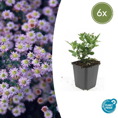 Herfstaster 'Stardust' - set van 6 – voor tuin & terras