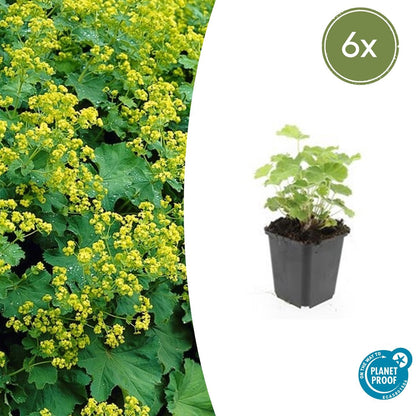 Vrouwenmantel (Alchemilla mollis)