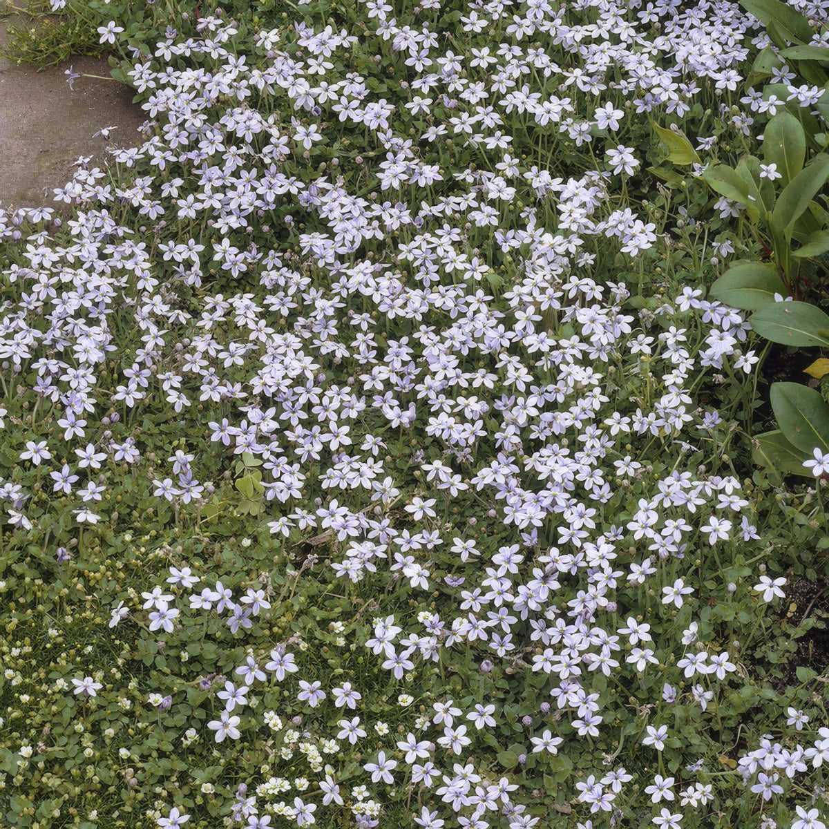 Blauw sterretje (Isotoma fluviatilis) - set van 6 – voor tuin & terras