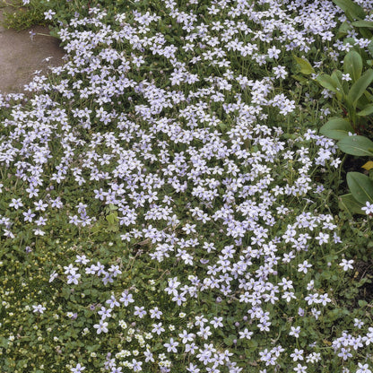 Blauw sterretje (Isotoma fluviatilis) - set van 6 – voor tuin & terras