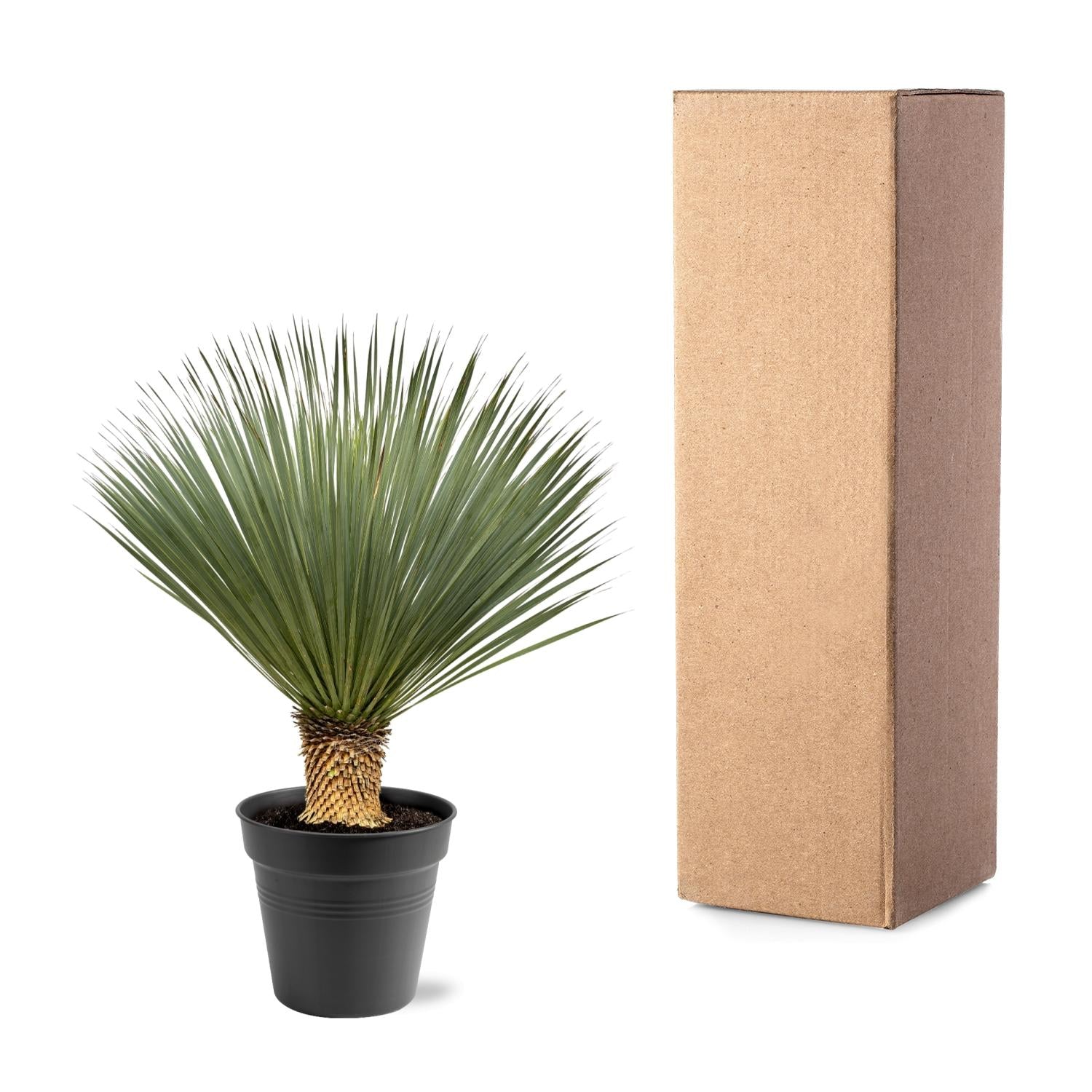 Yucca Rostrata — 100–120 cm