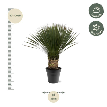 Yucca rostrata - 80-100 cm