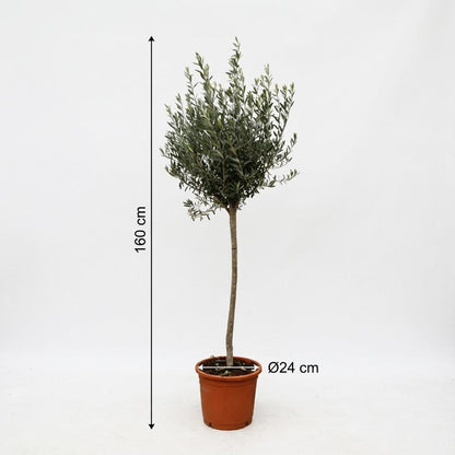Olijfboom op stam - 160 cm