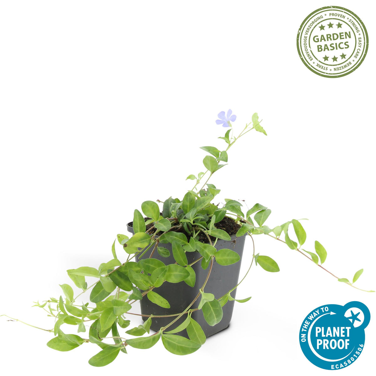 Kleine maagdenpalm 'La Grave' - set van 12 – voor tuin & terras