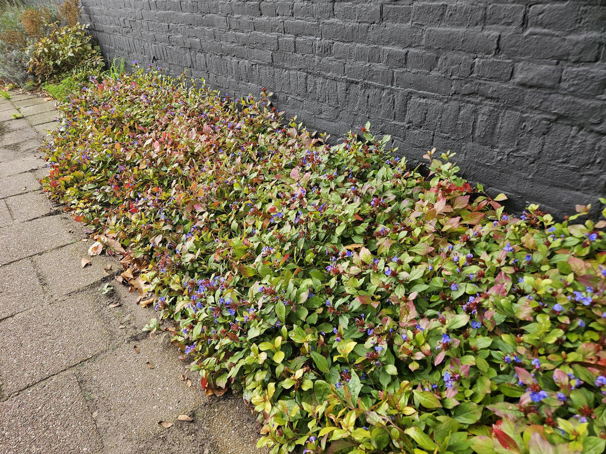 Loodkruid - set van 6 – voor tuin & terras