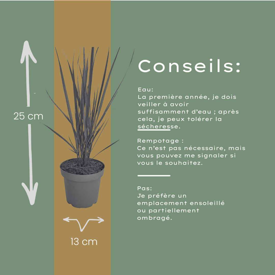 Vingergras 'Northwind' - set van 3 – voor tuin & terras