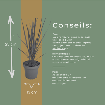 Vingergras 'Northwind' - set van 3 – voor tuin & terras