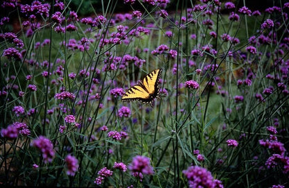 IJzerhard (Verbena bonariensis) - set van 6 – voor tuin & terras