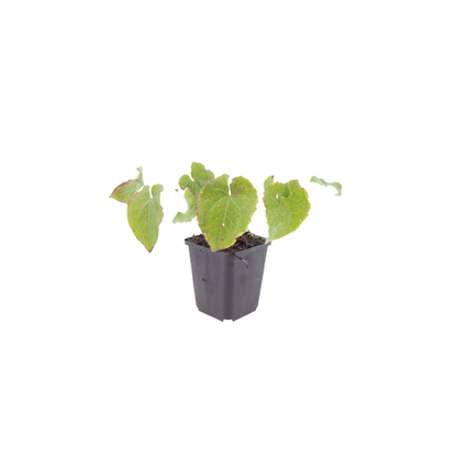 Elfenbloem 'Frohnleiten' - set van 6 – voor tuin & terras
