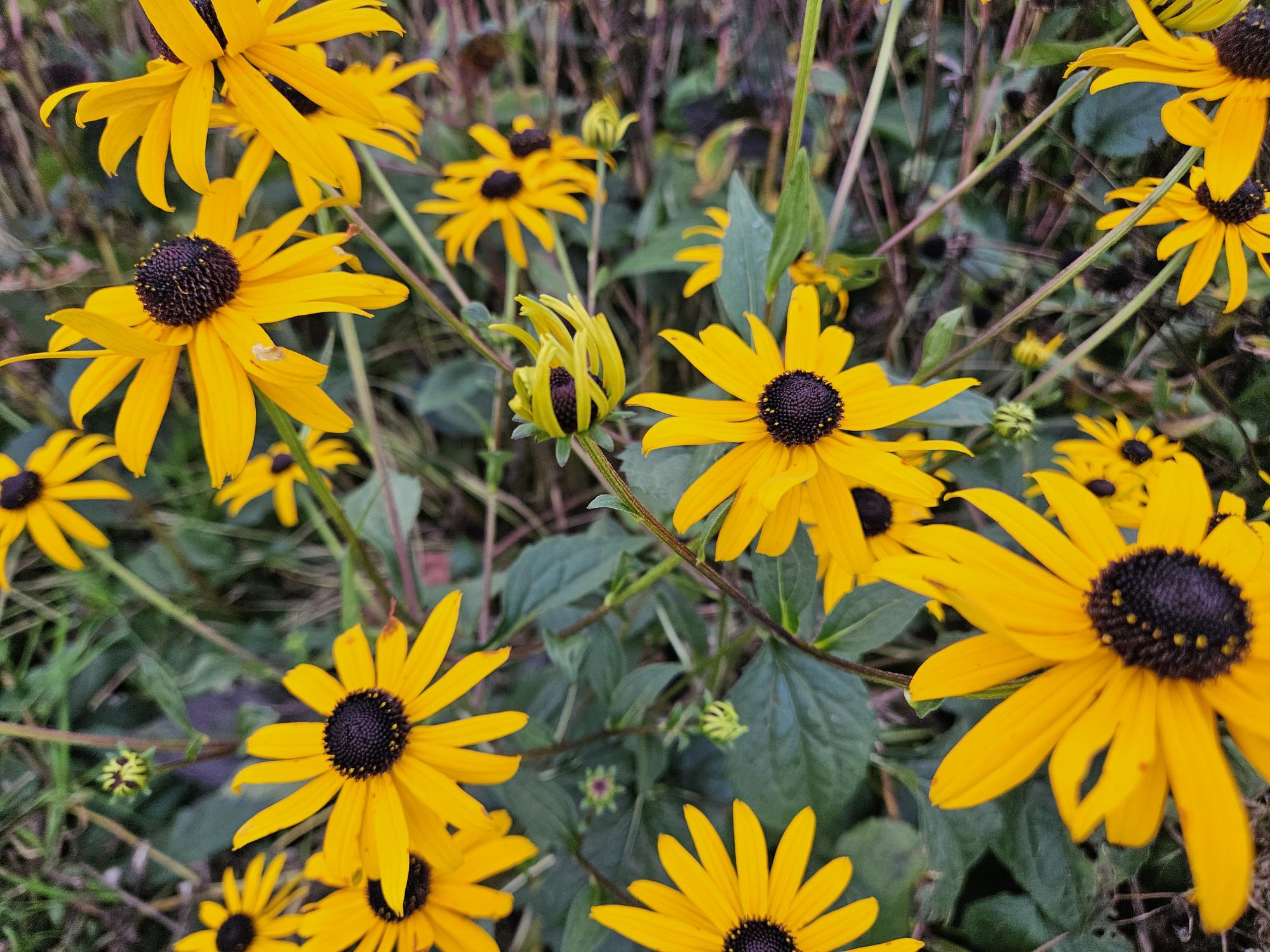 Gele zonnehoed 'Goldsturm' (Rudbeckia)