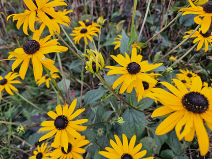 Gele zonnehoed 'Goldsturm' (Rudbeckia)
